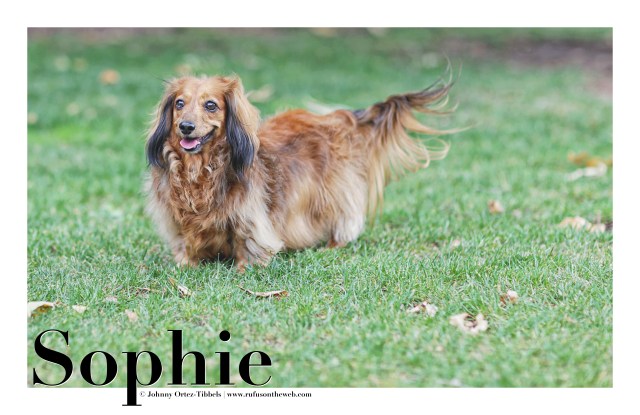 Dachshund, Doxies, Longhairs, Sassy