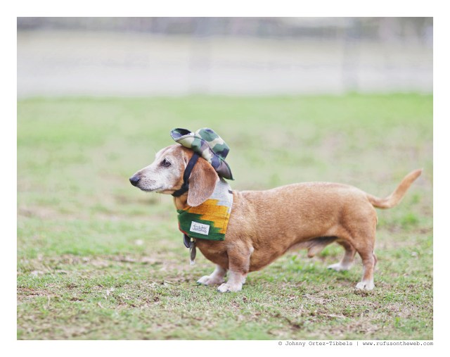 Rufus | May 2016. Photo by: Johnny Ortez-Tibbels ©