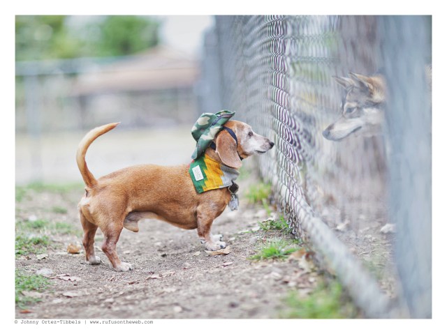 Rufus | May 2016. Photo by: Johnny Ortez-Tibbels ©