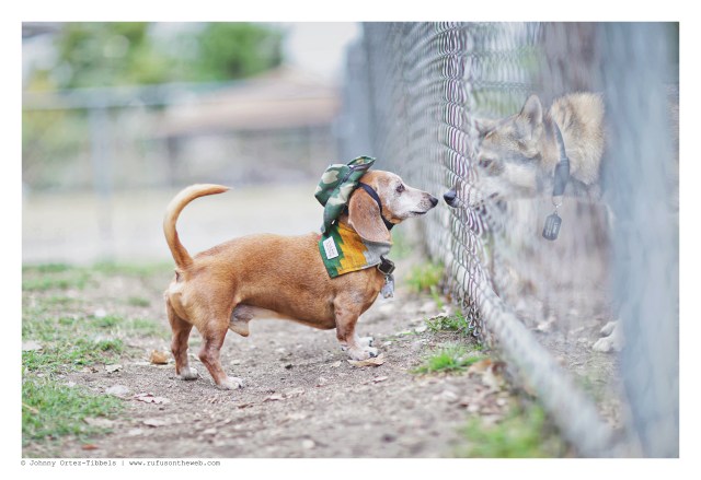 Rufus | May 2016. Photo by: Johnny Ortez-Tibbels ©