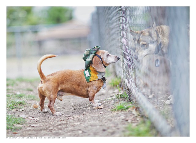 Rufus | May 2016. Photo by: Johnny Ortez-Tibbels ©