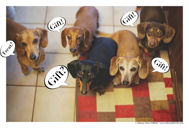 Milo, Lily, Emily, Rufus & Polie | April 2016. Photo by: Johnny Ortez-Tibbels ©