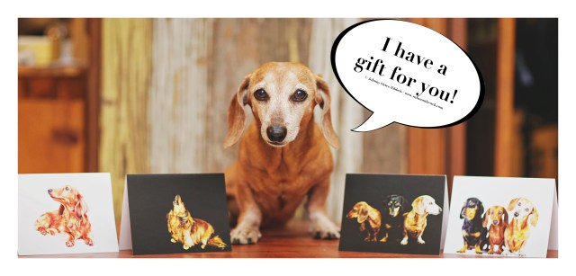 Rufus | May 2016. Photo by: Johnny Ortez-Tibbels ©