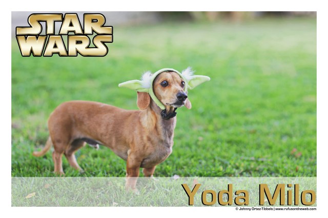 Milo | May 2016. Photo by: Johnny Ortez-Tibbels ©