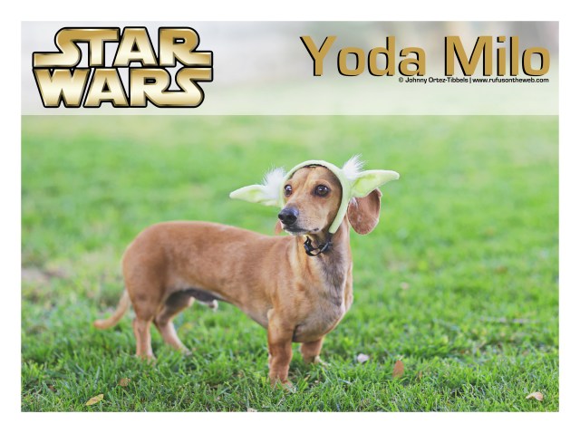 Milo | May 2016. Photo by: Johnny Ortez-Tibbels ©