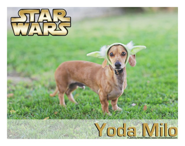 Milo | May 2016. Photo by: Johnny Ortez-Tibbels ©