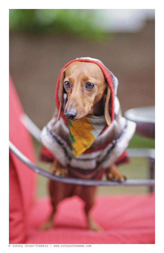 Lily | May 2016. Photo by: Johnny Ortez-Tibbels ©