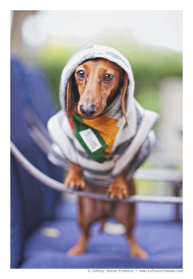 Lily | May 2016. Photo by: Johnny Ortez-Tibbels ©