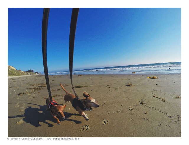 Lily & Rufus | August 2016. Photo by: Johnny Ortez-Tibbels ©