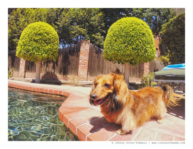 dachshund, doxies, poolparty