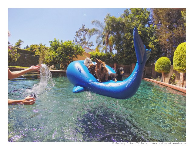 Dachshund Pool Party | August 2016. Photo by: Johnny Ortez-Tibbels ©