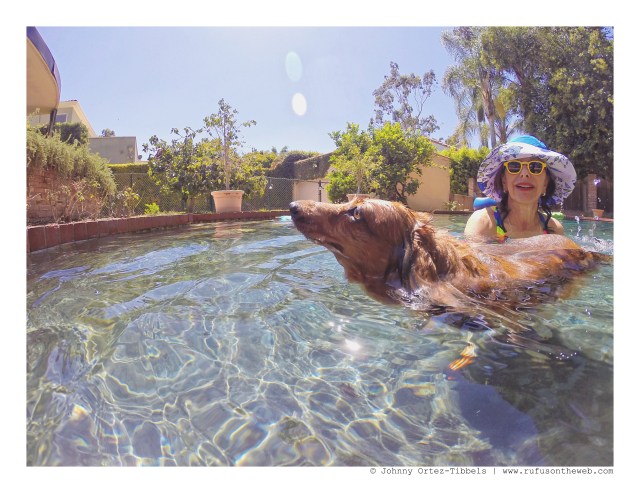 dachshund, doxies, poolparty