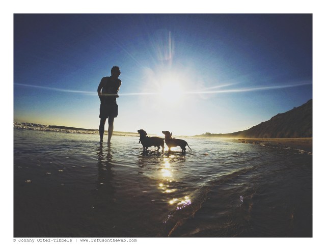 Dachshund Days of Summer | August 2016. Photo by: Johnny Ortez-Tibbels ©