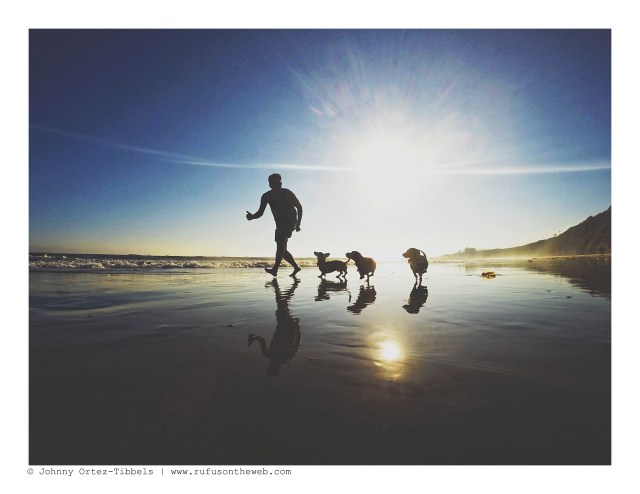 Dachshund Days of Summer | August 2016. Photo by: Johnny Ortez-Tibbels ©