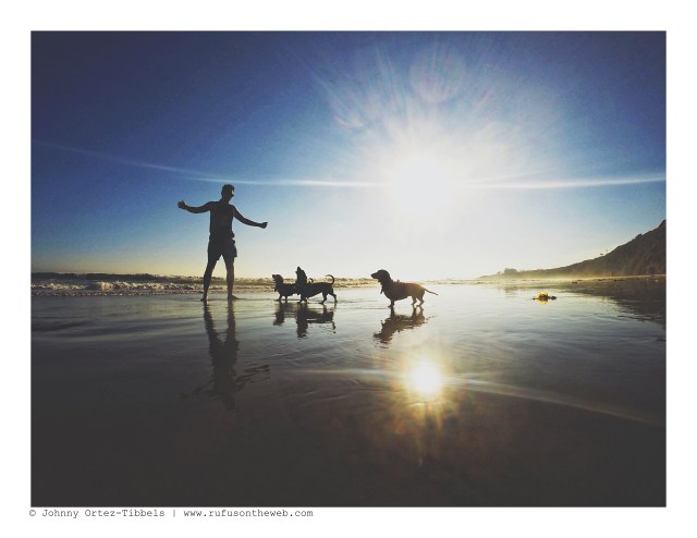 Dachshund Days of Summer | August 2016. Photo by: Johnny Ortez-Tibbels ©