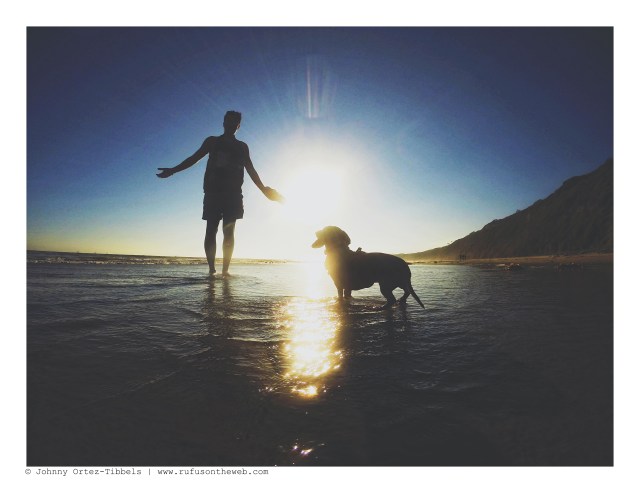 Dachshund Days of Summer | August 2016. Photo by: Johnny Ortez-Tibbels ©
