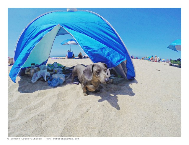 LA Doxies' Meetup | August 2016.  Photo by: Johnny Ortez-Tibbels ©