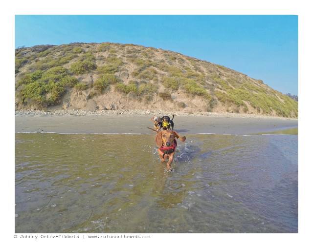 Lily | August 2016. Photo by: Johnny Ortez-Tibbels ©