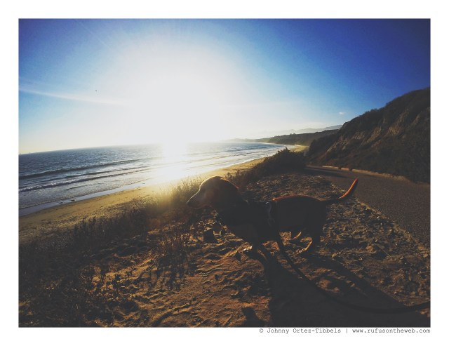 Rufus| August 2016. Photo by: Johnny Ortez-Tibbels ©