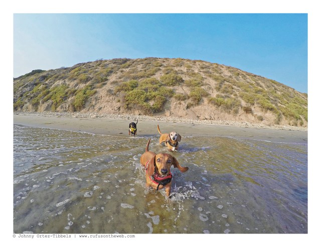 Lily, Rufus & Emily | August 2016. Photo by: Johnny Ortez-Tibbels © 