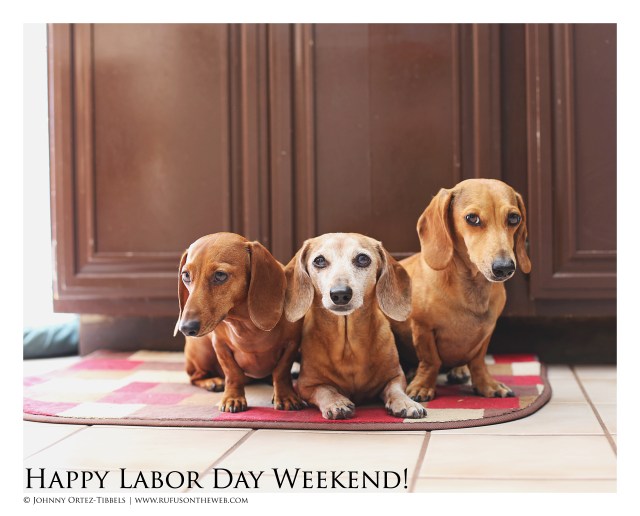 Lily, Rufus & Milo | August 2016.  Photo by: Johnny Ortez-Tibbels ©