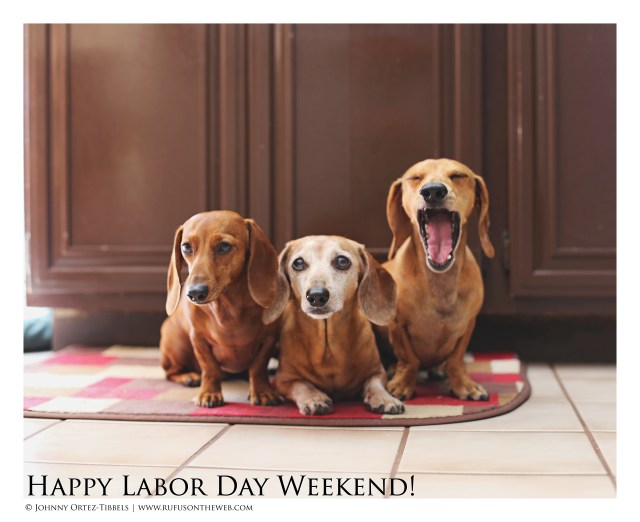 Lily, Rufus & Milo | August 2016.  Photo by: Johnny Ortez-Tibbels ©