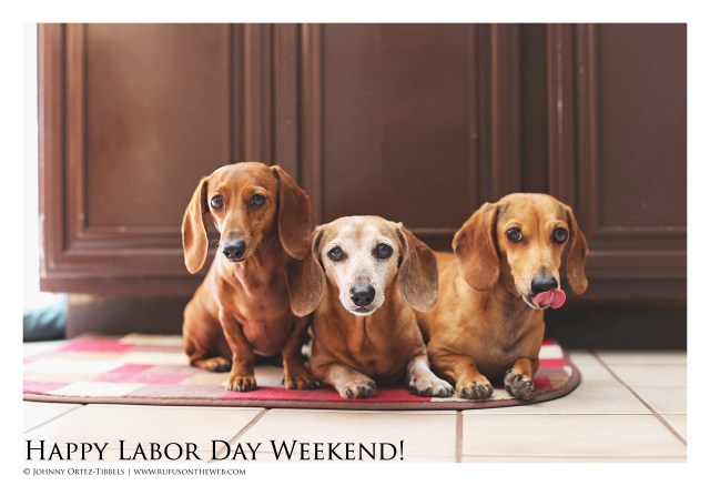 Lily, Rufus & Milo | August 2016.  Photo by: Johnny Ortez-Tibbels ©