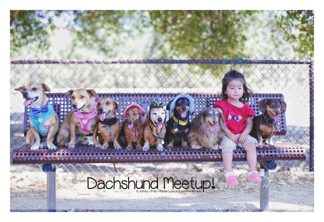 Dachshund Meetup Sunday Funday | September 2016. Photo by: Johnny Ortez-Tibbels ©