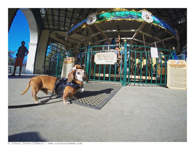 Rufus | September 2016. Photo by: Johnny Ortez-Tibbels ©