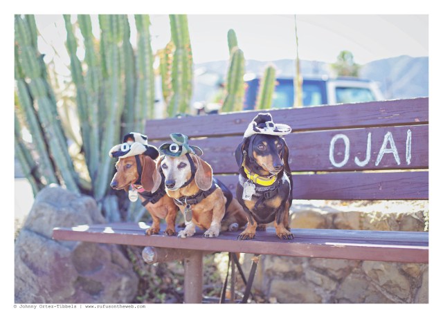 Lily, Rufus & Emily | October 2016. Photo by: Johnny Ortez-Tibbels ©