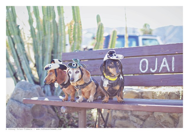 Lily, Rufus & Emily | October 2016. Photo by: Johnny Ortez-Tibbels ©