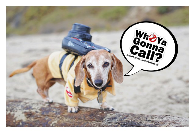 Rufus | October 2016. Photo by: Johnny Ortez-Tibbels ©