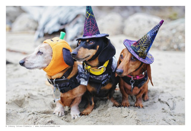 Rufus, Emily & Lily | October 2016.  Photo by: Johnny Ortez-Tibbels ©