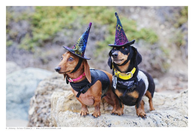 Emily & Lily | October 2016.  Photo by: Johnny Ortez-Tibbels ©