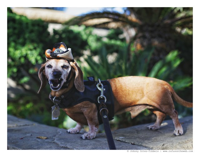 Rufus | September 2016. Photo by: Johnny Ortez-Tibbels ©