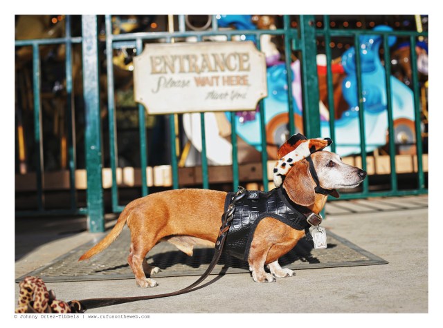 Rufus | September 2016. Photo by: Johnny Ortez-Tibbels ©