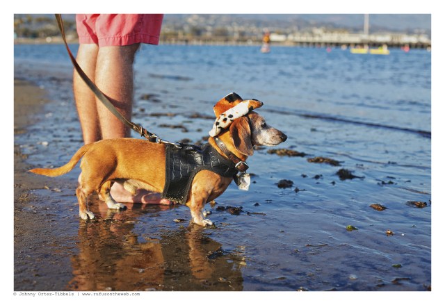 Rufus | September 2016. Photo by: Johnny Ortez-Tibbels ©