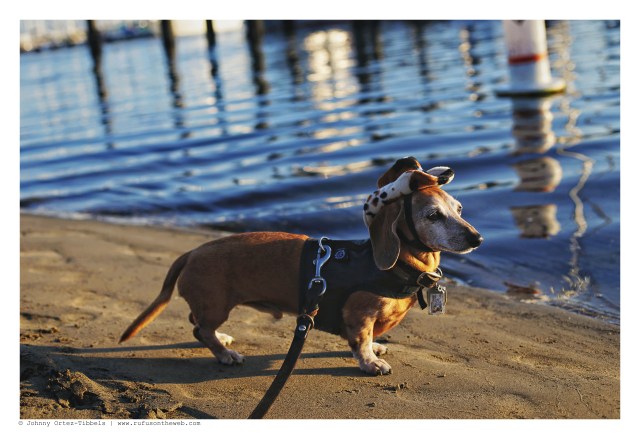 Rufus | September 2016. Photo by: Johnny Ortez-Tibbels ©