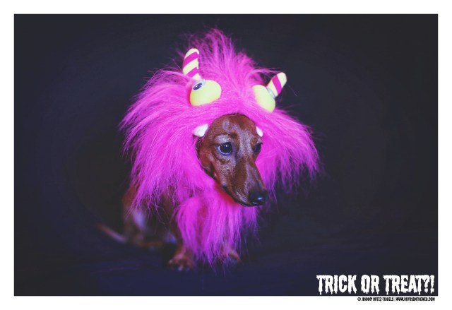 Lily | October 2016. Photo by: Johnny Ortez-Tibbels ©