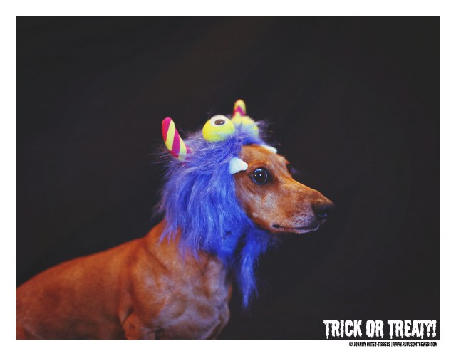 Milo | October 2016. Photo by: Johnny Ortez-Tibbels ©