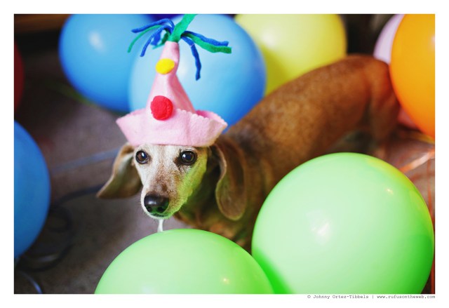 Rufus | October 2016. Photo by: Johnny Ortez-Tibbels ©