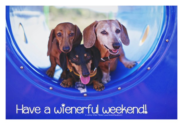 Rufus, Emily & Lily | November 2016.  Photo by: Johnny Ortez-Tibbels ©