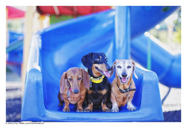 Lily, Emily & Rufus | November 2016.  Photo by: Johnny Ortez-Tibbels ©