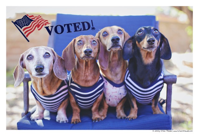 Rufus, Lily, Milo & Emily | November 2016. Photo by: Johnny Ortez-Tibbels ©