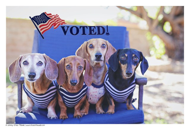 Rufus, Lily, Milo & Emily | November 2016. Photo by: Johnny Ortez-Tibbels ©