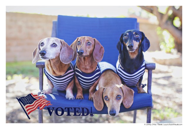 Rufus, Lily, Milo & Emily | November 2016. Photo by: Johnny Ortez-Tibbels ©