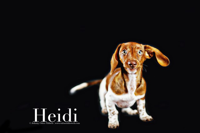 Heidi | September 2016. Photo by: Johnny Ortez-Tibbels ©