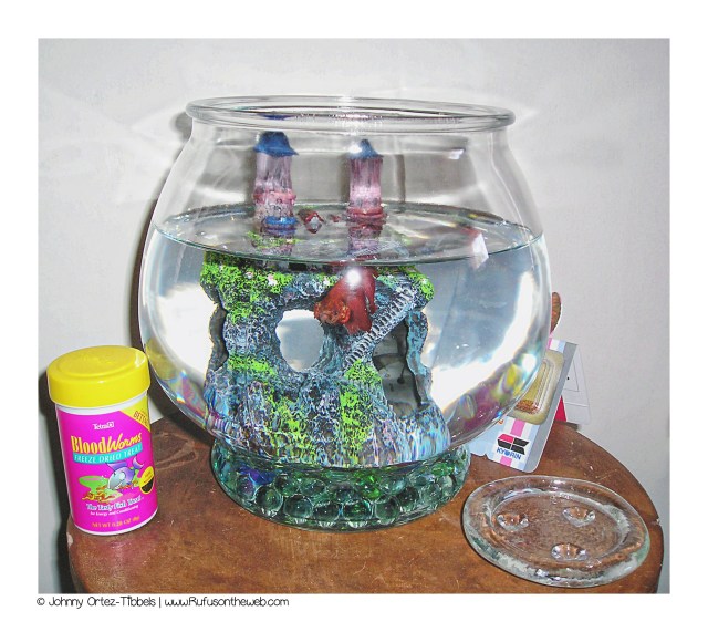 JC the betta fish