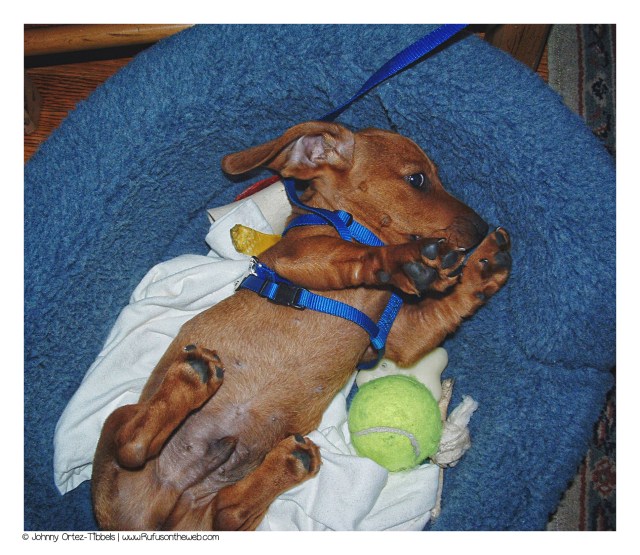 Rufus, 10-week old puppy