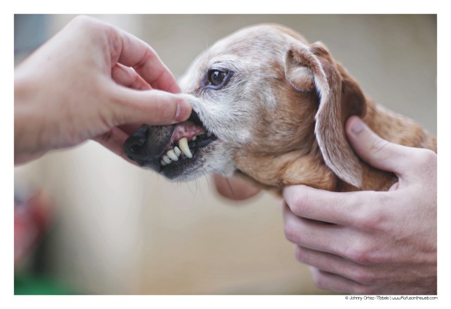 Rufus shows off his pearly whites